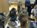 さくら、もも、はやととその他みんなの部屋 - 5 2008/11/03-5