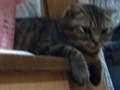 さくら、もも、はやととその他みんなの部屋 - 11 2008/11/07-5