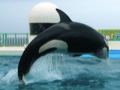 鴨シー 2009/03/24-1