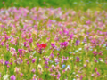 葛西臨海公園 - 2 2009/04/21-2 葛西臨海公園 - 2 2009/04/21-2