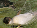 葛西臨海公園 - 3 2009/04/23-1 葛西臨海公園 - 3 2009/04/23-1