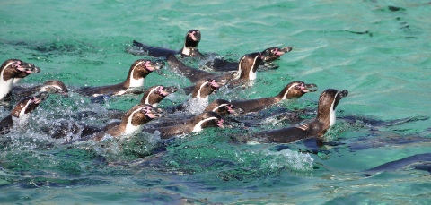 葛西臨海公園 - 4 2009/04/25-1