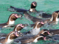 葛西臨海公園 - 4 2009/04/25-1 葛西臨海公園 - 4 2009/04/25-1