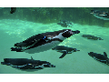 葛西臨海公園 - 8 2009/05/04-1