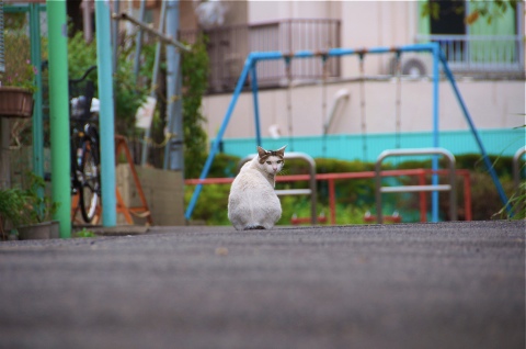 今日のにゃんこ 2009/09/22-1