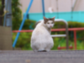 今日のにゃんこ 2009/09/22-1