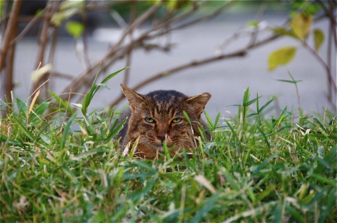 ねこ 2009/11/24-1