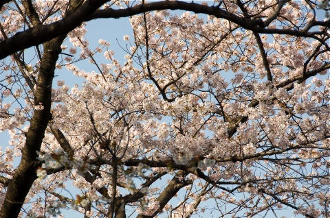 お花見♪ 2010/04/11-1