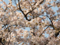 お花見♪ 2010/04/11-1