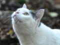 ねこ 2010/11/03-1