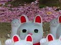 豪徳寺 - 2 2011/05/03-1