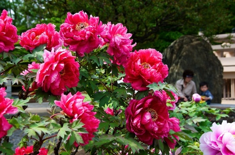 豪徳寺 - 3 2011/05/06-1